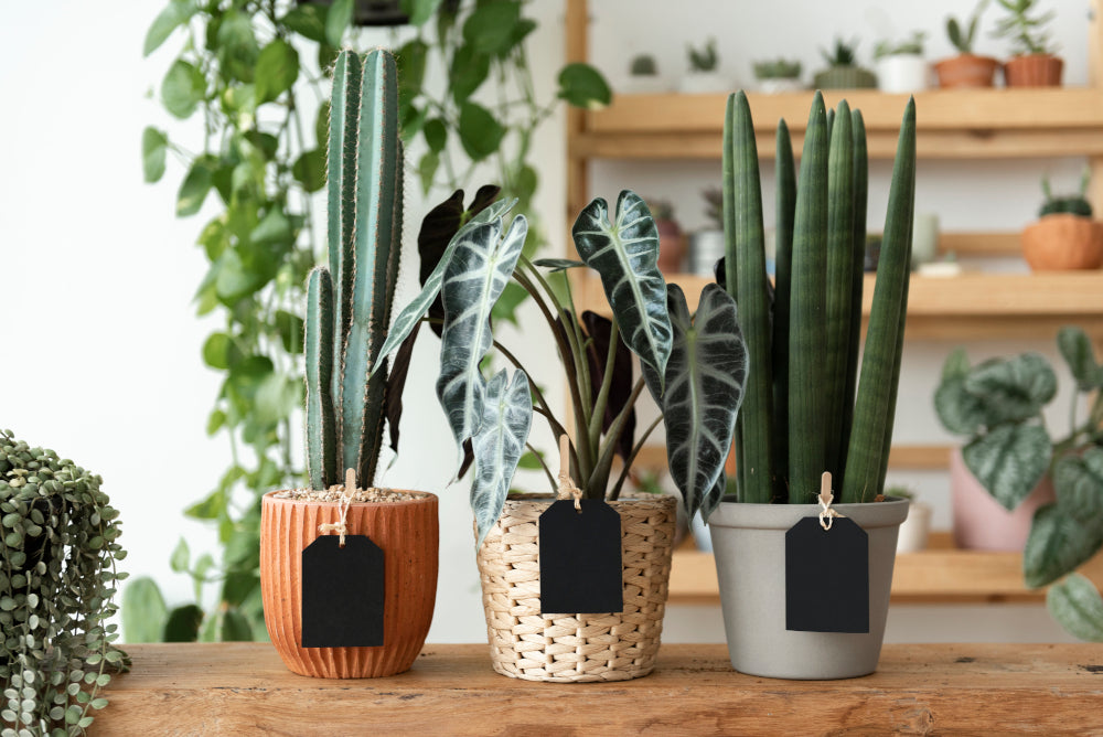 Shopping : les plus beaux cache-pots pour nos plantes d'intérieur 