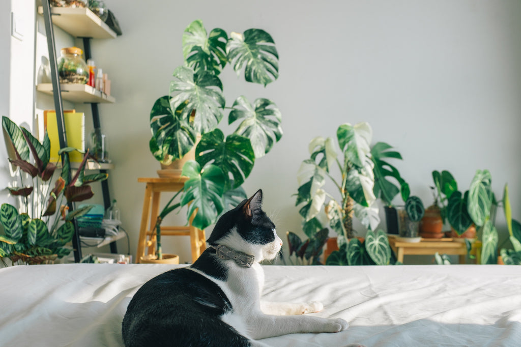 Les plantes Pet Friendly, des plantes sans danger pour vos animaux de compagnie. Le chat est tranquille dans le lit entouré de jolies plantes sans danger pour lui.